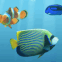 Des poissons nagent dans votre �cran